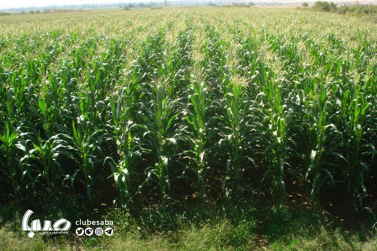 سفر «تهرانگرد» به روستای چالتاسیان